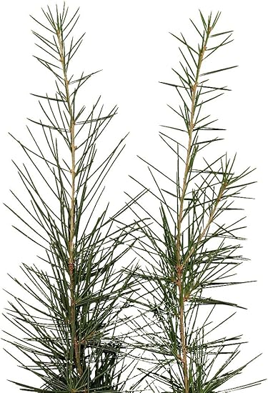 120 Samen -Himalaya-Zeder -Cedrus deodara- -Winterhart- **Bis zu 35