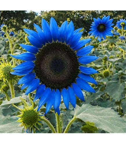 向日葵 ちっちゃ向日葵🌻🌻 かわいい🌻 #向日葵 #向日葵畑