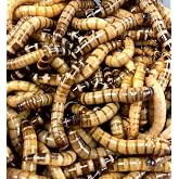 Reptilian Arts Large Superworms (Large, 50, Count)