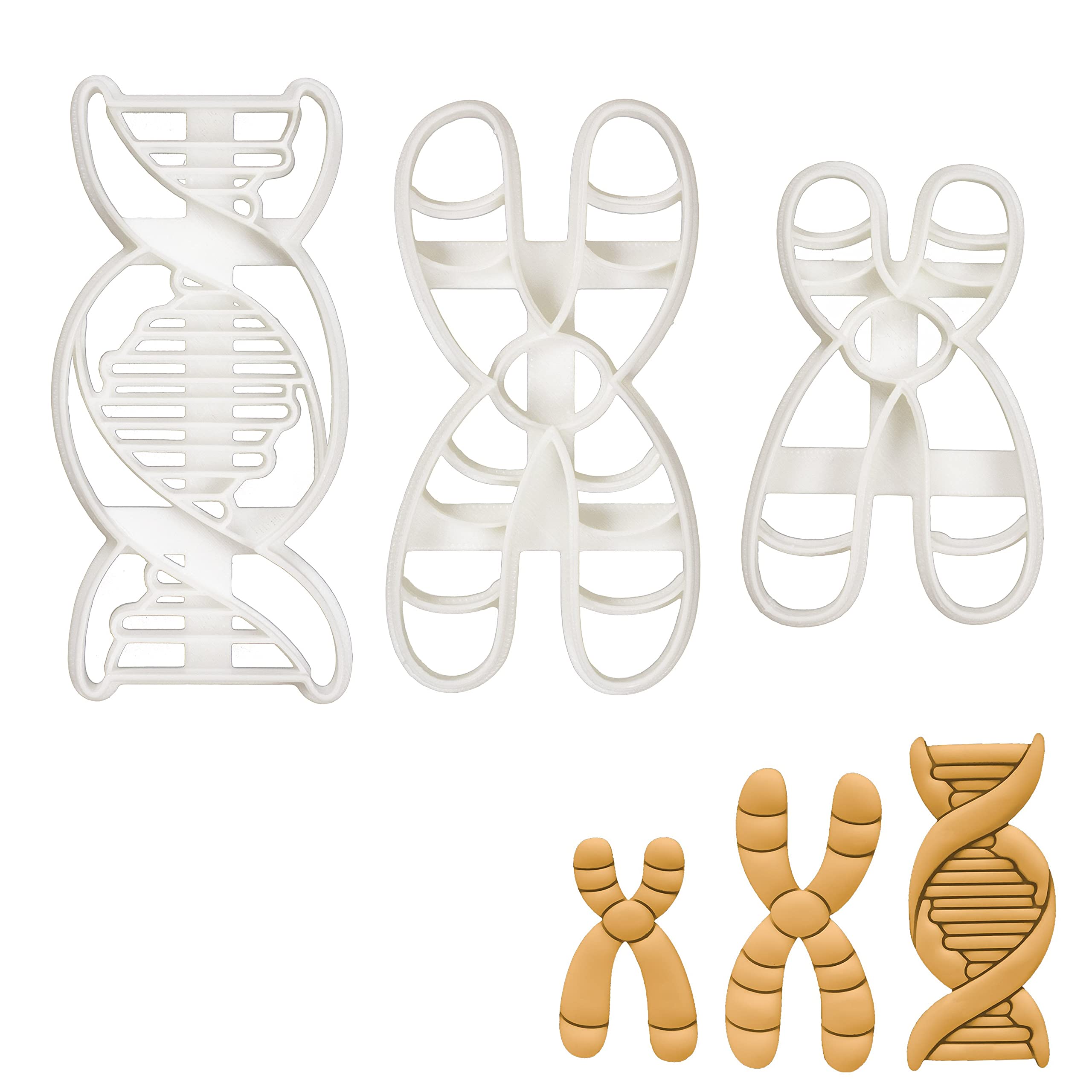 BAKERLOGY Set of 3 DNA Themed Cookie Cutters (Designs: DNA, Chromosome and Chromosome Y) - Detailed Biscuit Cutter Design for Baking and Crafts, Ideal on Fondant, Dough, Clay