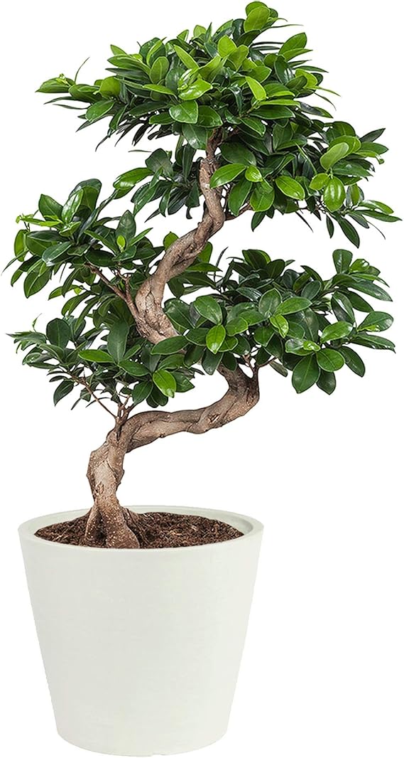 real bonsai tree in white ecopot pot bonsai plants indoor bonsai house plant height 70cm