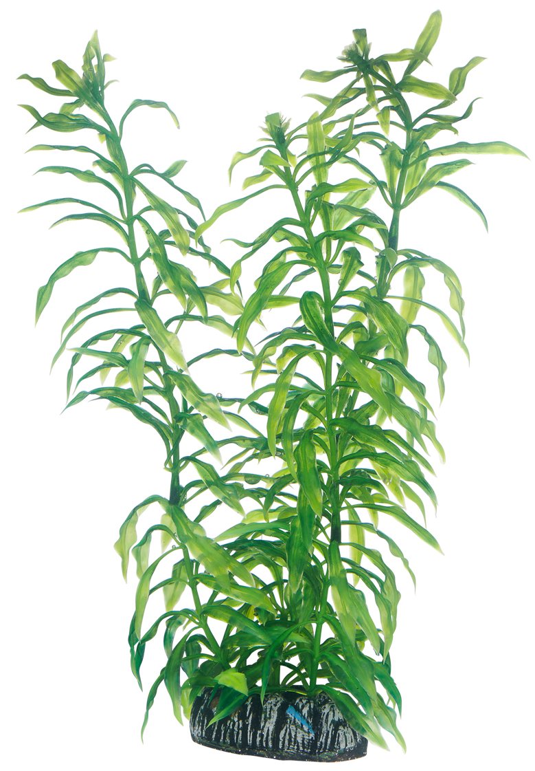 Hobby Heteranthera Plant