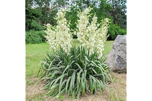 QAUZUY GARDEN 30 Adams Needle Seeds Needle Palm Yucca Filamentosa Shrub Seeds - Showy Hardy Evergreen Shrub Bush Seed