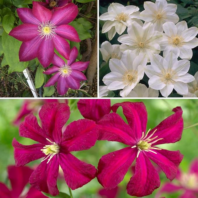 Repeat Flowering Clematis Climber Plant Collection x 3 Pieces in 9cm