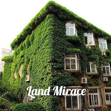 Amazon 50種子グリーンボストンアイビー種子アイビー草種子diyホーム アンプ用 庭の屋外植物木の種子ドロップシッピング 花