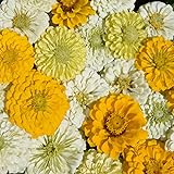 Outsidepride 1000 Seeds Annual Zinnia Elegans Lemon