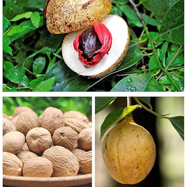 NATURAL DRIED WHOLE NUTMEG, 8.0OZ(226.0G), PREMIUM DRIED NUTMEG WHOLE, NO GMO