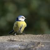 Copdock Mill Wild Bird Seed Superior Mix 20kg – All Year Small Garden Birds view 6