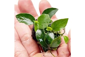 Planterest - Anubias Nana On Stone Live Aquarium Plant Tropical Freshwater Decorations