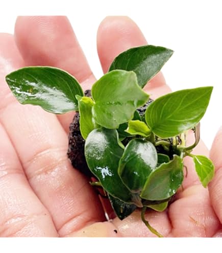 Amazon.com: Bucephalandra SP. Wavy Green - Rare Live Aquatic Plant