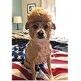 Donald Trump Style Pet Costume Dog Wig, Dog Clothes with Collar & Tie Head Wear Apparel Toy for Halloween, Christmas, Parties, Festivals (Brown Without Tie)