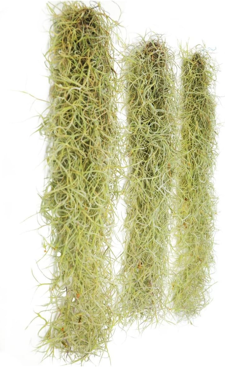 3 Pack Spanish Moss Live Strands with Wire Hook Air Plants Tillandsia