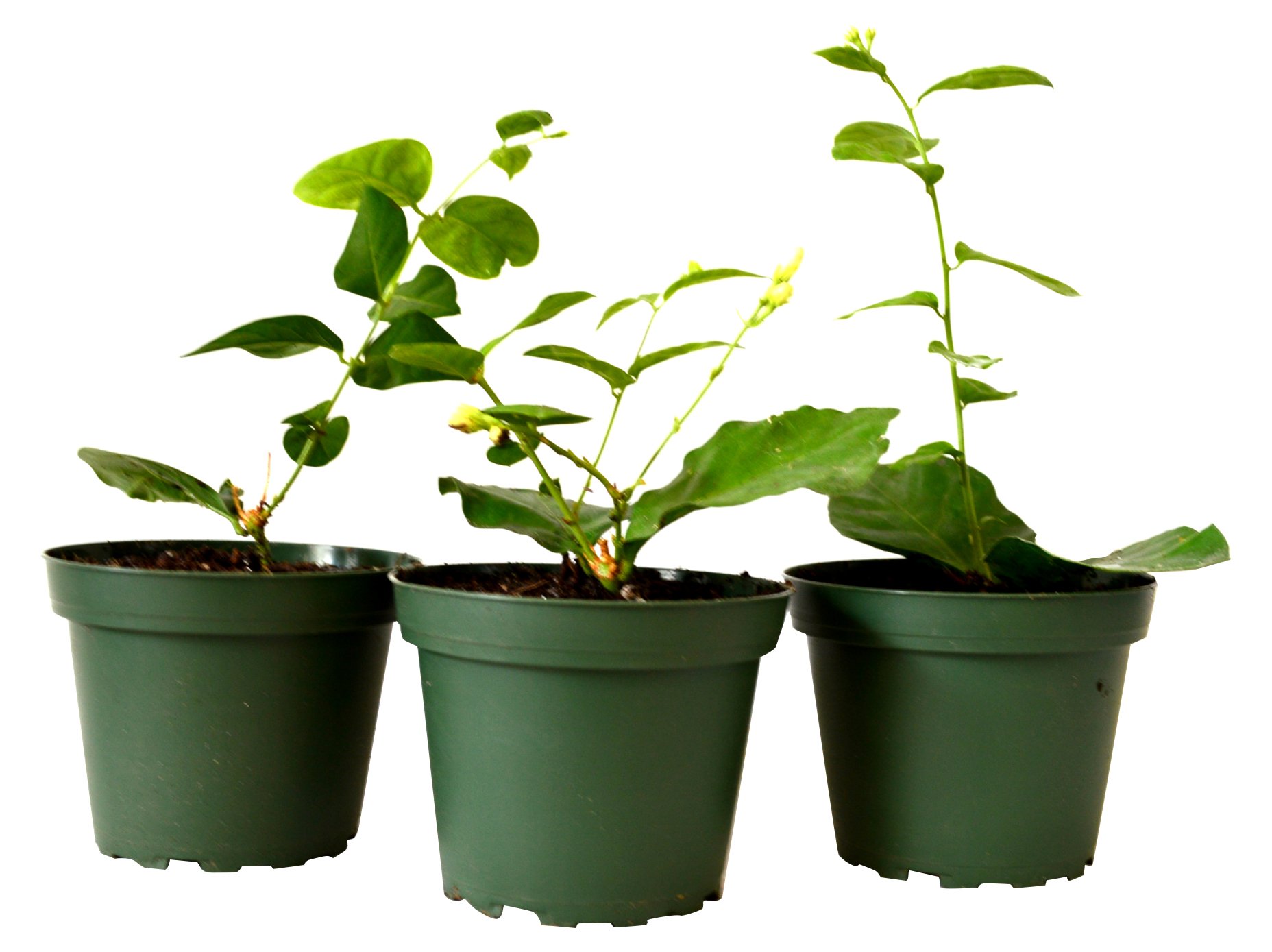 9greenbox Jasmine Maid Of Orleans Plant Pot 3 Pound Pack Of 3 Buy Online In Belize At Belize Desertcart Com Productid 9greenbox Jasmine Maid Of Orleans Plant Pot 3 Pound Pack Of 3 Buy Online In Belize At Belize Desertcart Com Productid