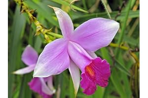 DISCOUNT HAWAIIAN GIFS 2 Hawaiian Bamboo Orchid Roots #zc50 - by Discount Hawaiian Gifts