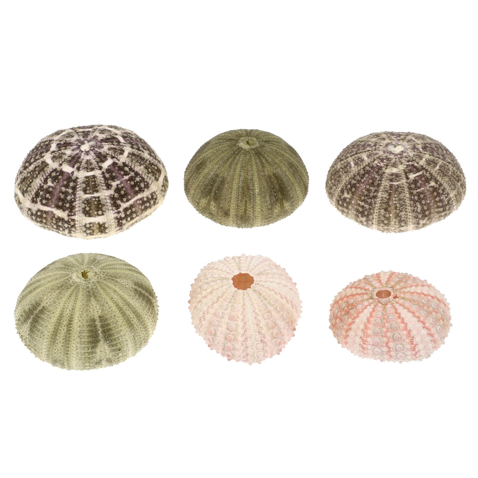 YARNOW Sea Urchin Decor Air Plant Pot Set 6 Pieces Sea Urchin Shell Home Decor Random Color
