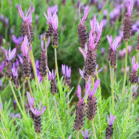 Französisch Lavendel, Spanisch Lavendel Samen - Lavandula stoechas