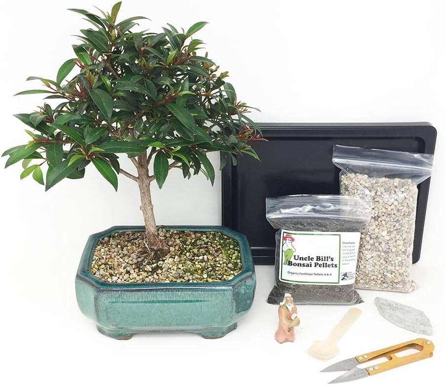 Brush Cherry Bonsai Tree Beginner Kit Includes Potted Tree