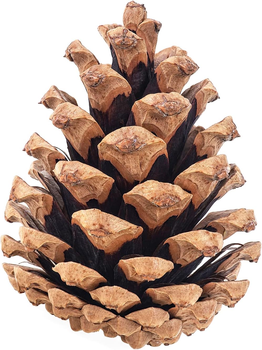 Vase Fillers - 20 Large Natural Pine Cones for Crafts, 3