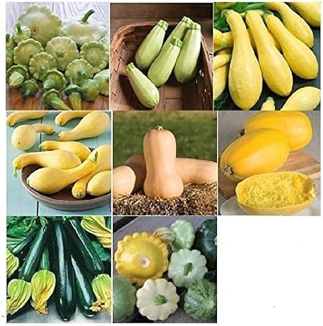 Seeds Vegetable Garden Non Gmo Summer Veg Plant Squash Zucchini Heirloom Mix 12 Plants Seeds Bulbs Nkc Vietnam Seeds Bulbs