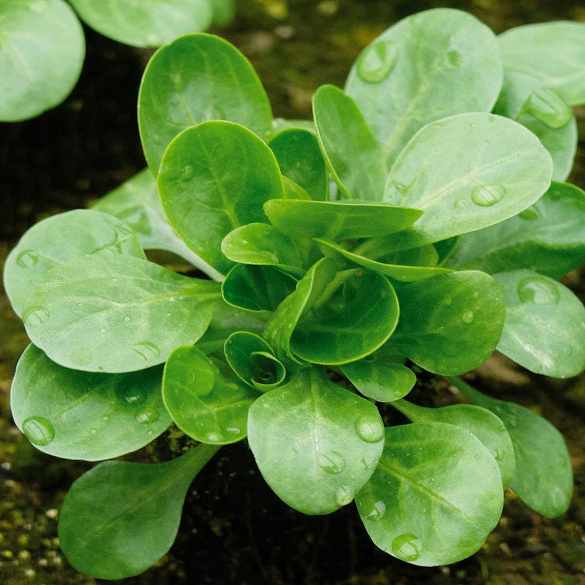 Creine 100 Pcs Granon Lettuce Seeds - Mache, or Lamb's Lettuce Seeds 'Rapunzel' Vegetables Seeds (100 Pcs)
