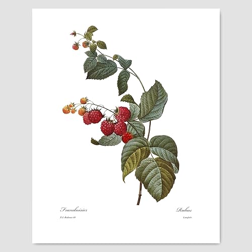 Fruit Art Raspberry Print Red Berry Botanical Kitchen Wall Decor Pierre Redoute Unframed