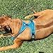 PETTOM No-Pull Dog Harness Safe Control Reflective Outdoor Adventure Pet Vest Harness with Padded Handle(L, Blue)