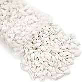 White Clam Cay Cay Sea Shells for Home Decorations, Party Wedding, DIY Crafts (About 350pcs Spiral Shape)