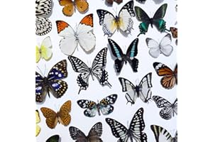 WUGAKIO 20 Pcs Real Taxidermy Butterfly - Butterfly Specimen Artwork Material Decor, Taxidermy Animals Satisfy Oddities and Curiosities