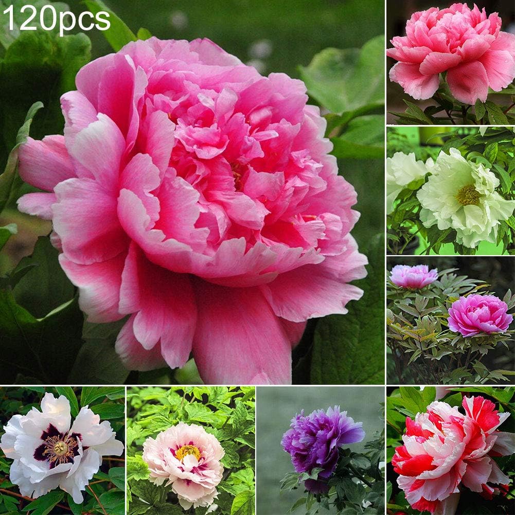 Peony Seeds,120Pcs Mixed Color Peony Seeds Plant Balcony Garden Bonsai Flower Office Decor - Mixed Color Peony Seeds