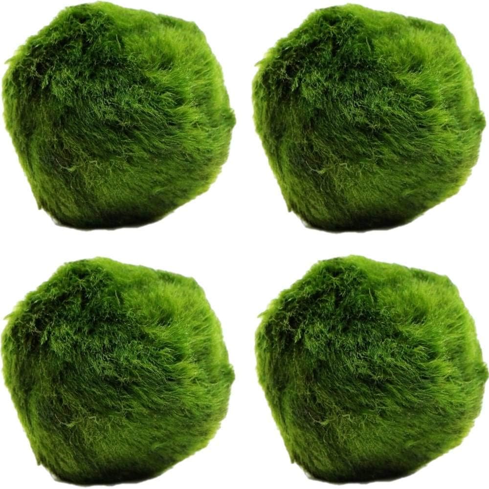 k2aqua LARGE 4 Marimo Moss Balls, Live Aquarium Plant, Always Fresh