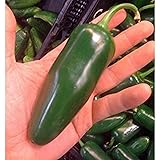 Giant Jalapeno Pepper Seeds Huge PODS Great