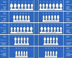Dental Polycarbonate Temporary Crowns Refills