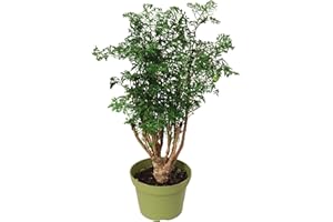 California Tropicals Ming Aralia 6'' Live Bonsai Tree - Unique and Easy to Grow Houseplant for Hobbies, Desk, Interior Ideas, Gardening, Crafts, Gifts, and Starter Gardeners