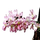 abamec Gliricidia sepium, Gliricidia