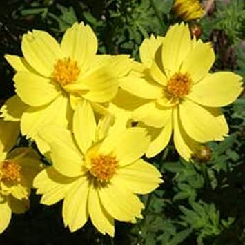 Potseed Fleur Double Jaune Cosmos Graines Soufre Limonnyy