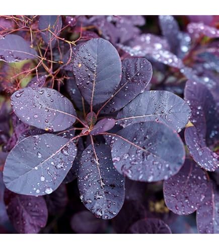 elf bar vape uk Cotinus coggygria: Smoke Tree Seeds : Tree Plants : Patio, Lawn & Garden main image 0