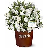 Perfect Plants Jubilation Gardenia Live Plant, 1 Gallon | A Southern Living variety, zones 7-10, sweetly fragrant white blooms from spring through fall, compact evergreen