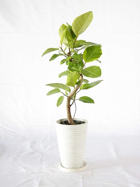 Amazon Co Jp アルテシマ 4号ロング用 シュエット 樹脂 鉢 ホワイト 高さ70 程度 観葉植物 室内向け 沖縄より直送 Diy 工具 ガーデン