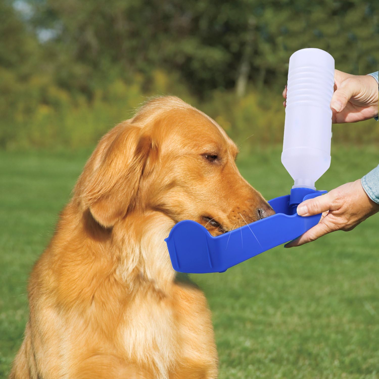 dog drinking bottled water dispenser