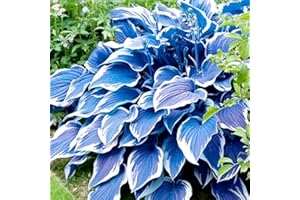 Hosta Seeds, Blue Hosta Seeds for Planting, Perennial Blue Hosta Flowers, Shade-Loving Ornamental Ground Cover for Garden, Pa