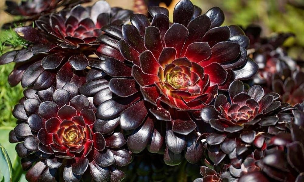 Aeonium Schwartzkopf Plant in a 13cm Pot. Succulent Amazon.co.uk