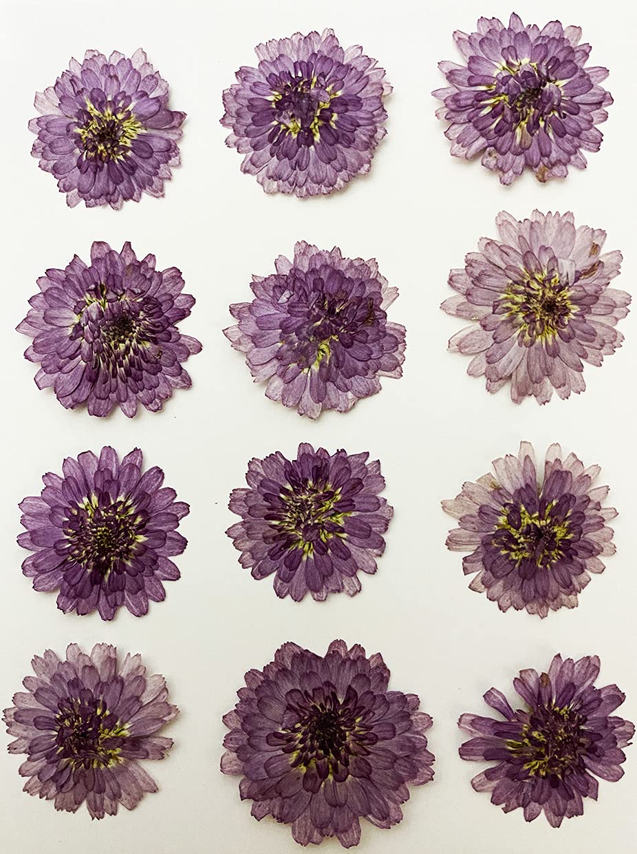 HANDI-KAFU 12 pcs Mini Chrysanthemum Real Natural Dried Pressed Flowers for Resin Art Craft DIY