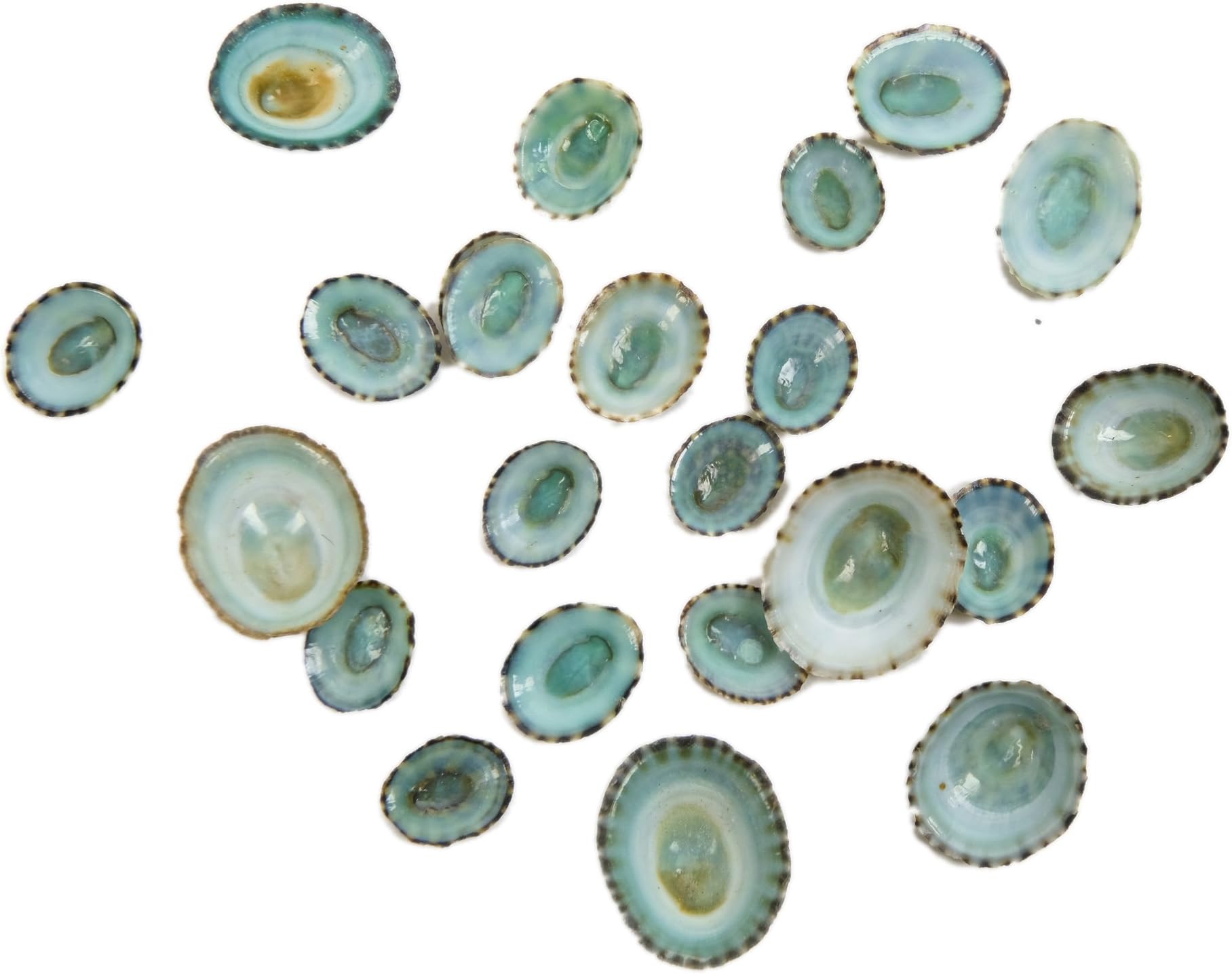 Green Limpet Shells - 100/1171-100 F6