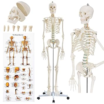 Juskys Anatomie Skelett - Modell inkl. Anatomie-Poster, Stativ mit Rollen & Schutz-Haube - lebensgroß
