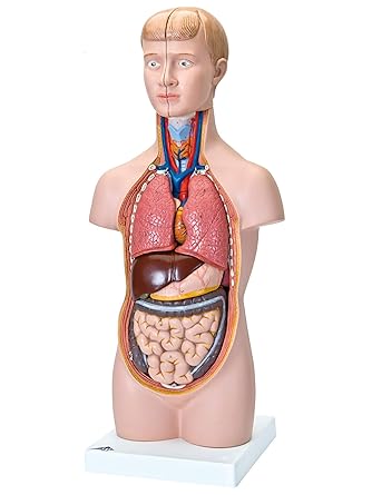3B Scientific Menschliche Anatomie - Mini-Torso, 12-teilig