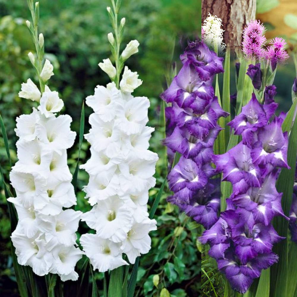 8 x Blue & White Blend Gladioli- Eye Catching Display- Easy to Grow & Care- for Your Beautiful Garden