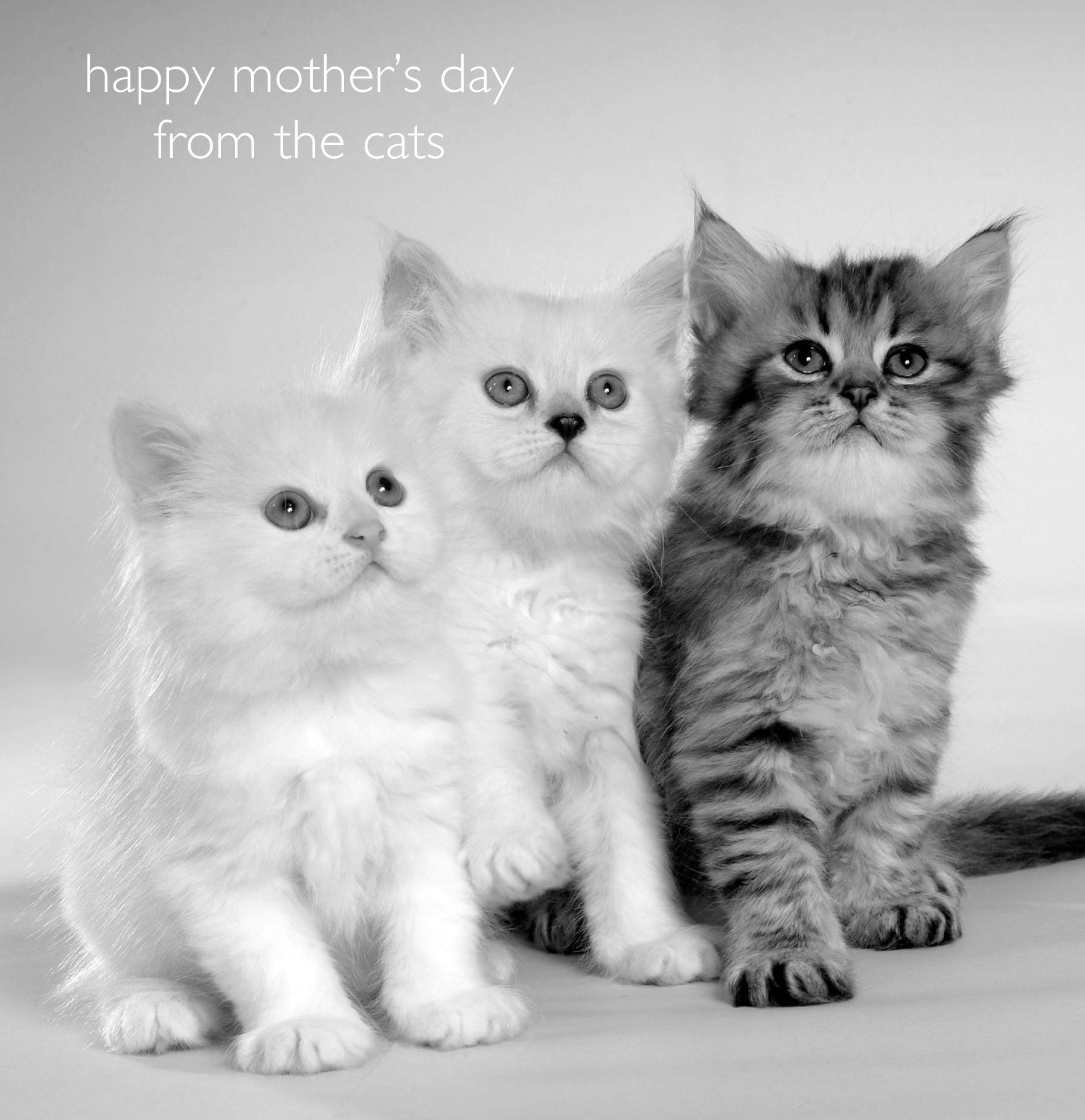 Emotional Rescue Mother's Day Card From the Cats, Three Little Kittens Happy Mother's Day Mum, Black & White