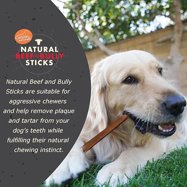 CANINE NATURALS | NATURAL BEEF & BULLY STICKS | LONG-LASTING, ODOR FREE, HIGH PROTEIN CHEWS MADE WITH 100% REAL BULLY | 4 COUNT MEDIUM STICKS