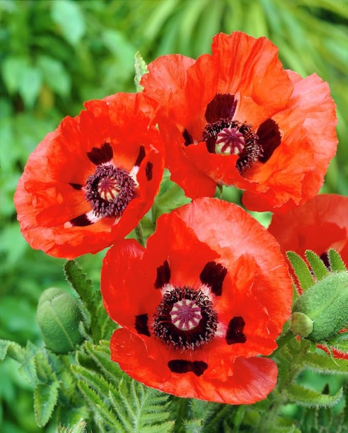 4 x PAPAVER POPPY ORIENTALE BRILLIANT RED POPPY PLANTS GROWING WELL IN