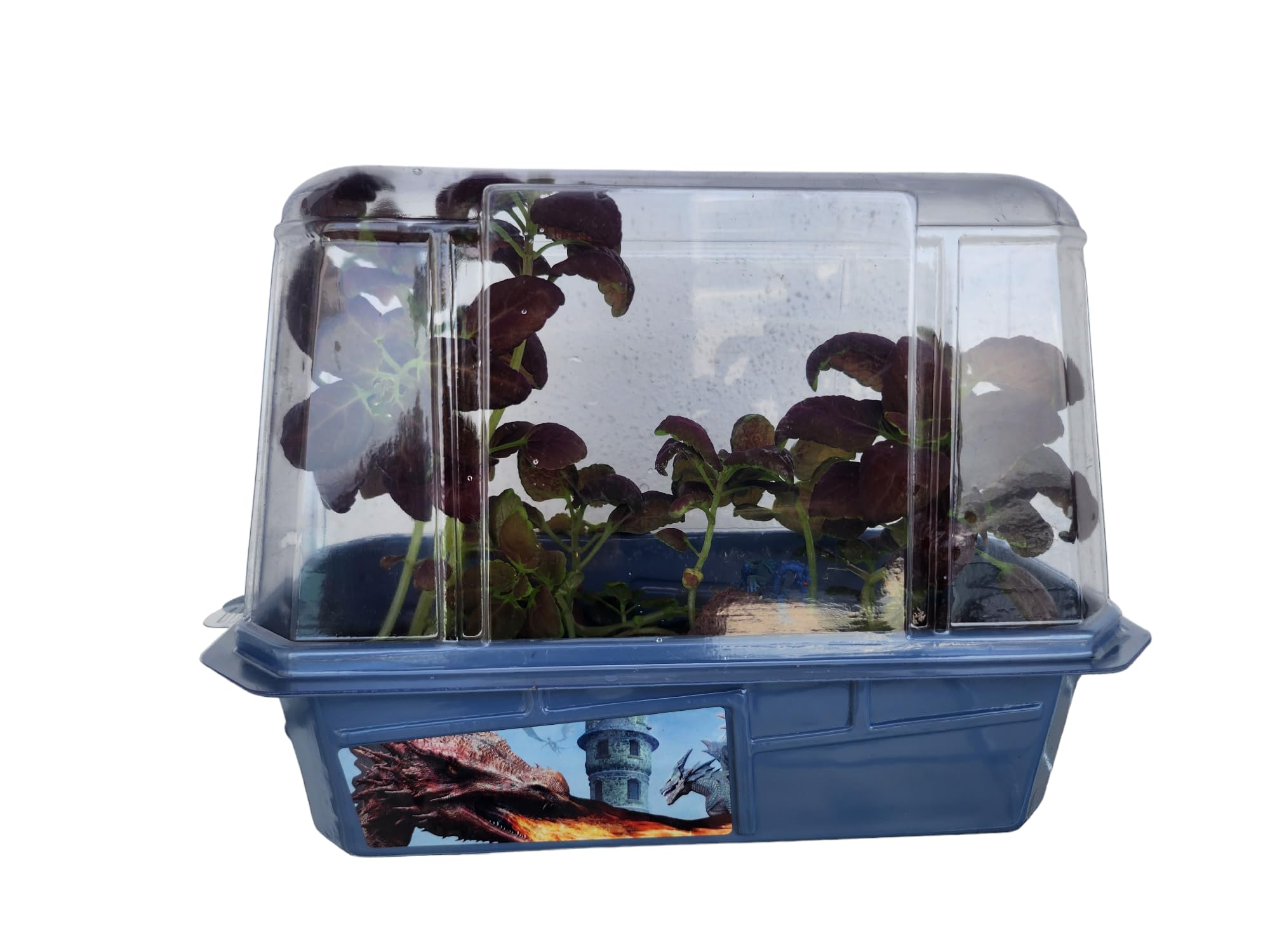 Toys By Nature Miniature Worlds Dragon's Den Flower Gardening Kit - Grow Your Own Mythical Lair with Dragon Figurine and Lava Rock (Dragon's Den)